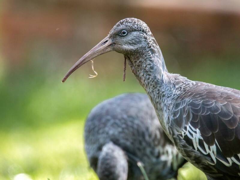 Ibis caruncolato