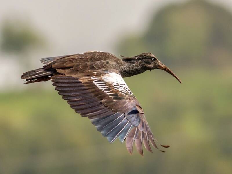 Ibis caruncolato, Foto 4