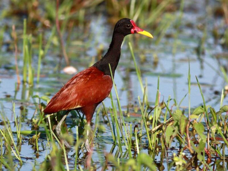 Wattled Jacana, Photos 4
