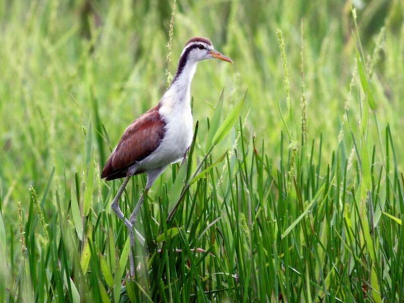 Wattled Jacana