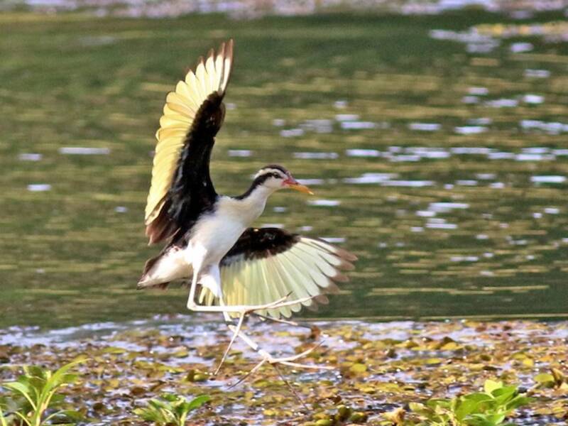 Wattled Jacana, Photos 2