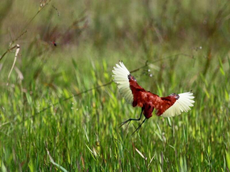 Wattled Jacana, Photos 3