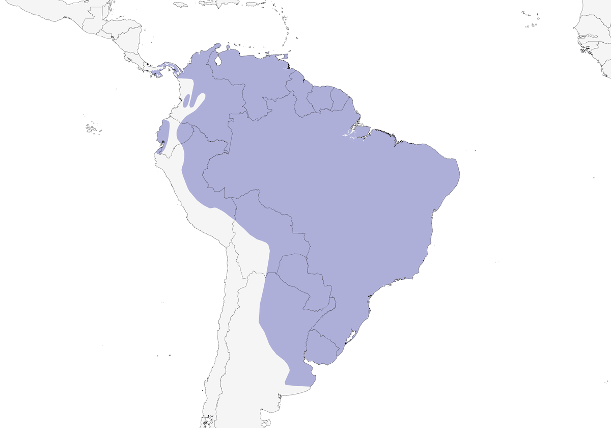 Wattled Jacana, Distribution 1