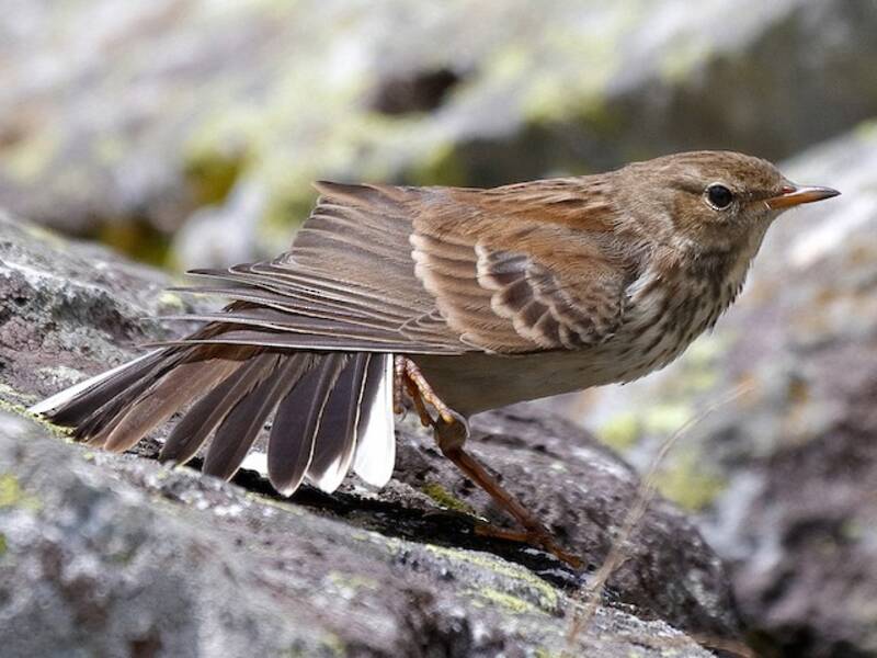 Water Pipit (Anthus spinoletta)