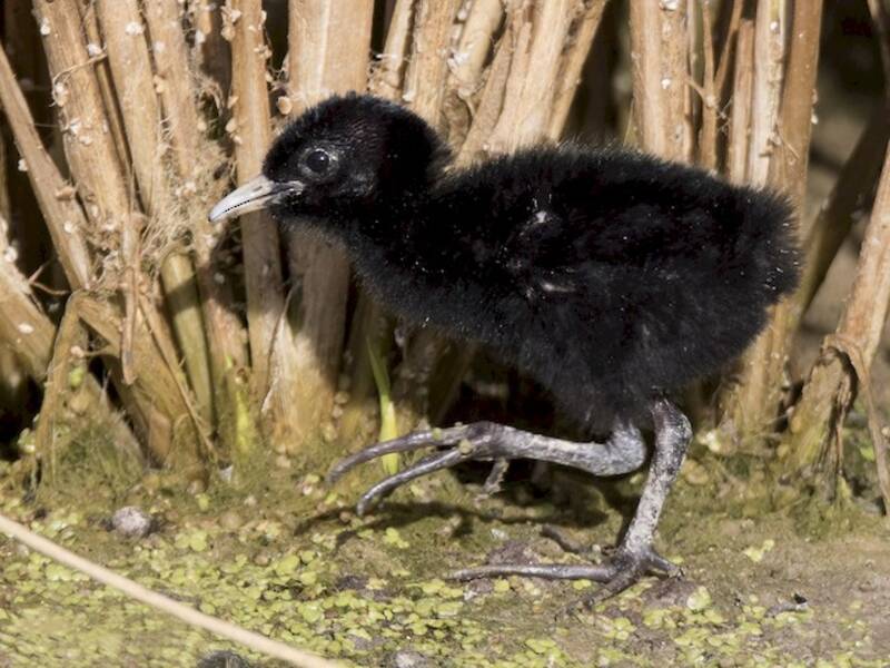 Water Rail (Rallus aquaticus)