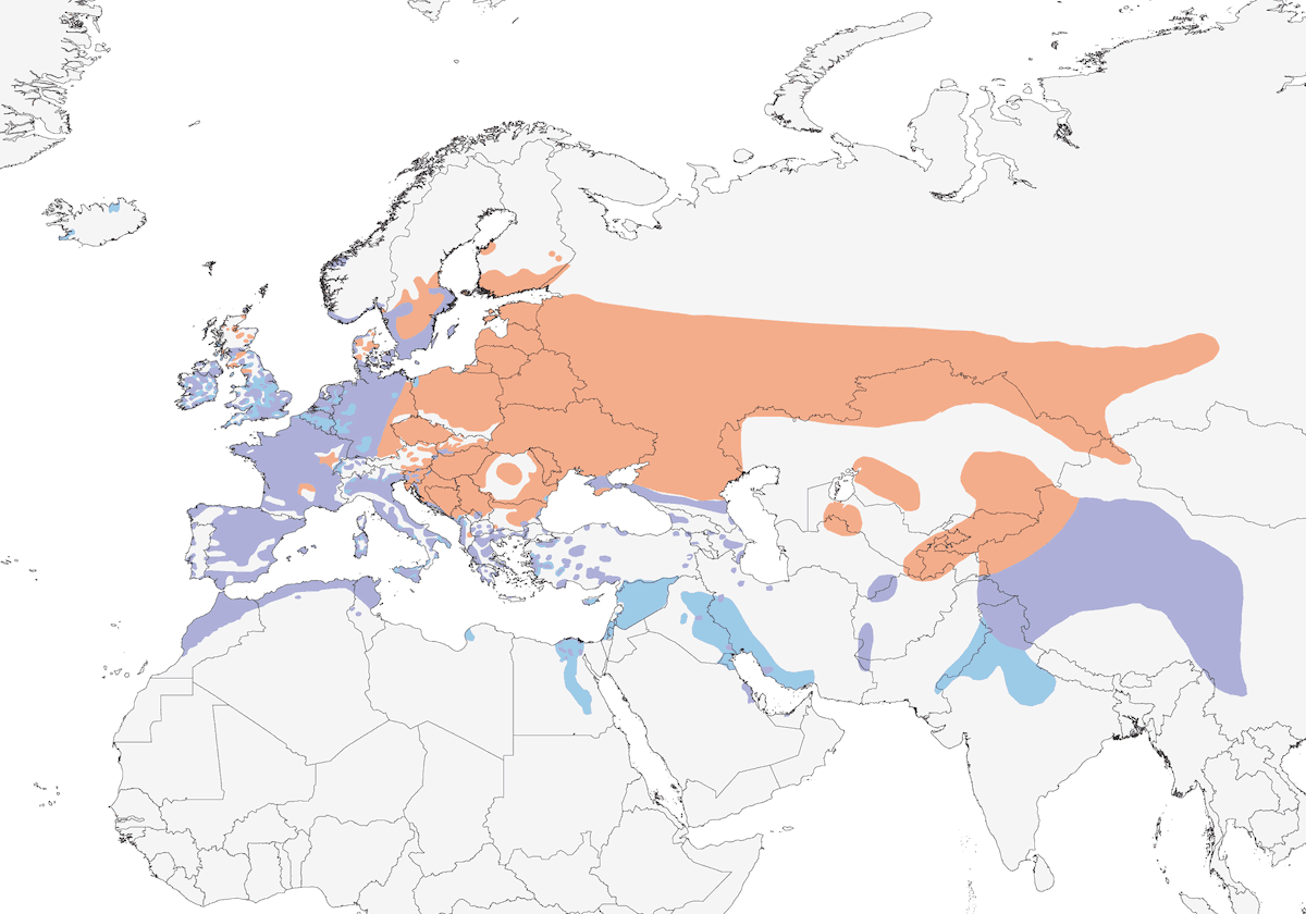 Rascón Europeo, Distribución 1