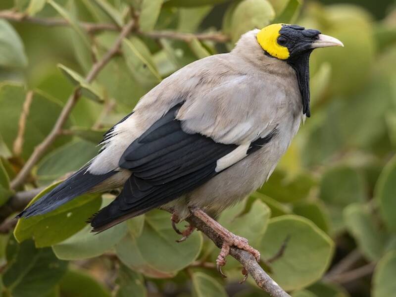 Wattled Starling, 照片 2