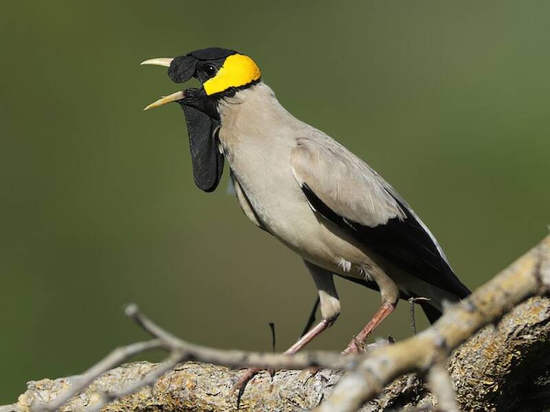 Wattled Starling, 照片 3