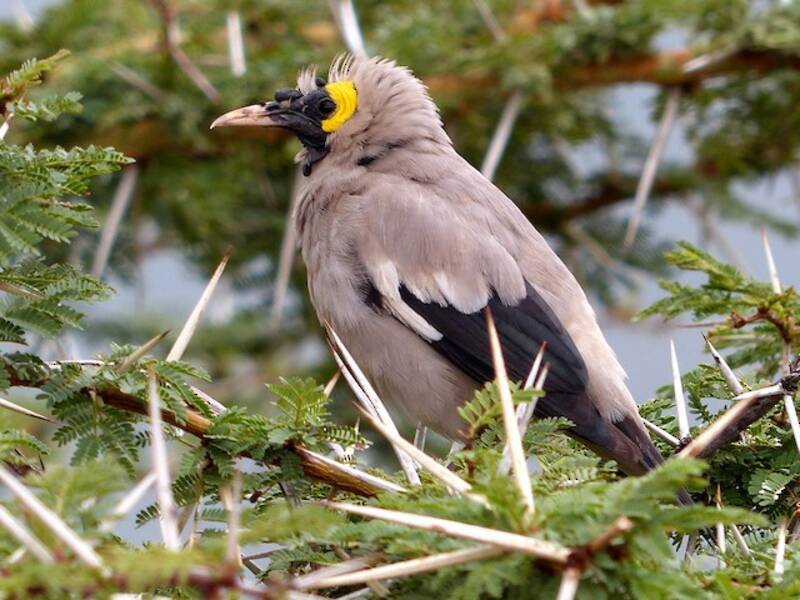 Wattled Starling, 照片 4