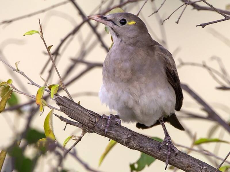 Wattled Starling - Creatophora cinerea