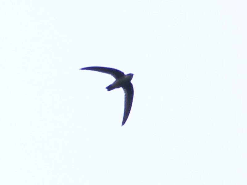 Waterfall Swift, 照片 3