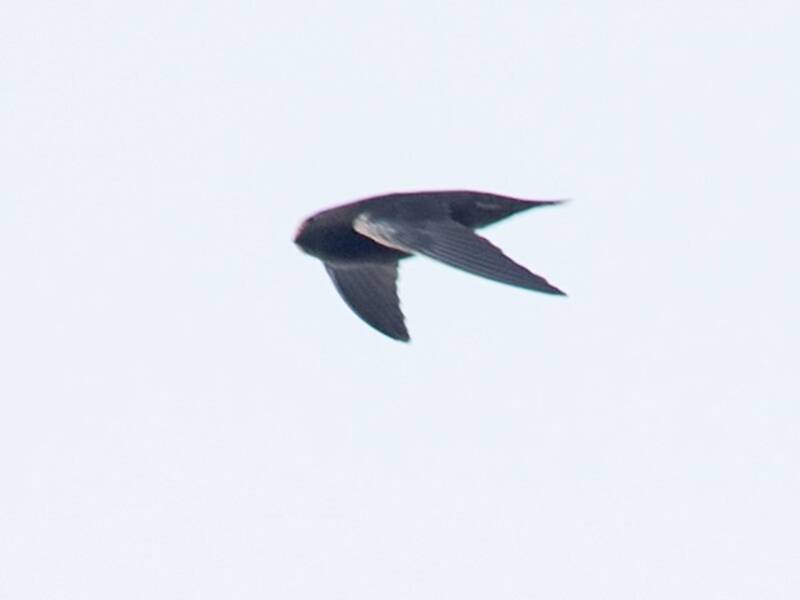 Waterfall Swift