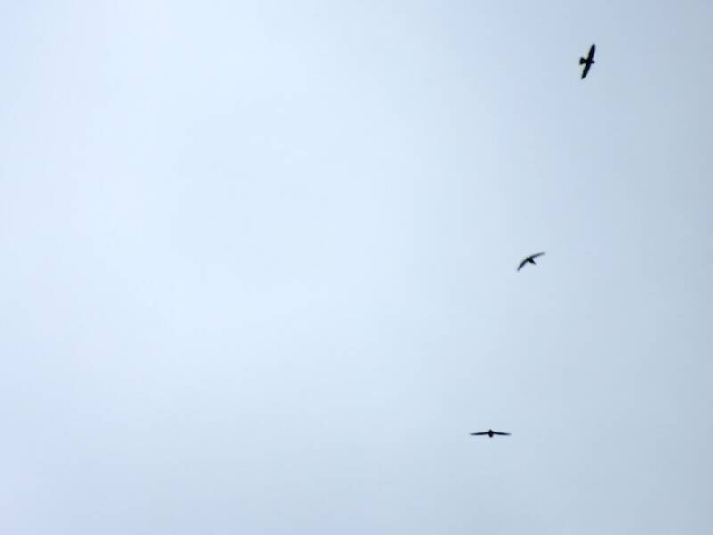 Waterfall Swift, 照片 2