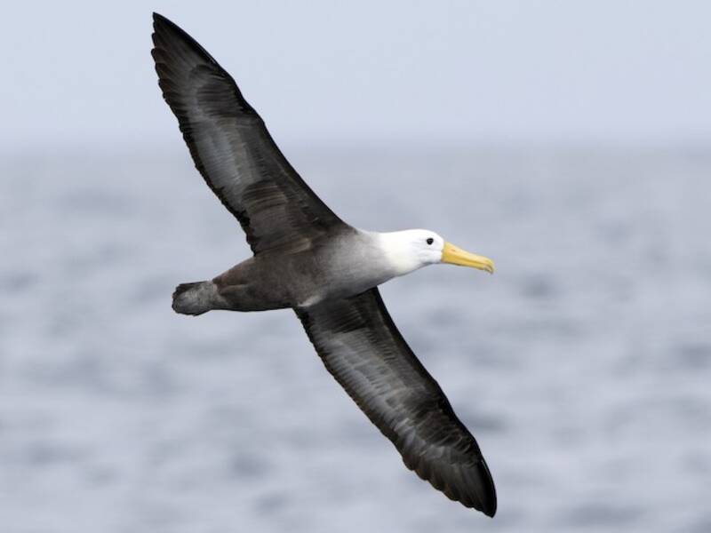Waved Albatross, Photos 3