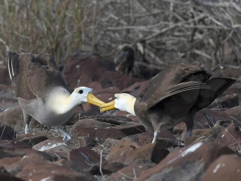 Waved Albatross, Photos 2
