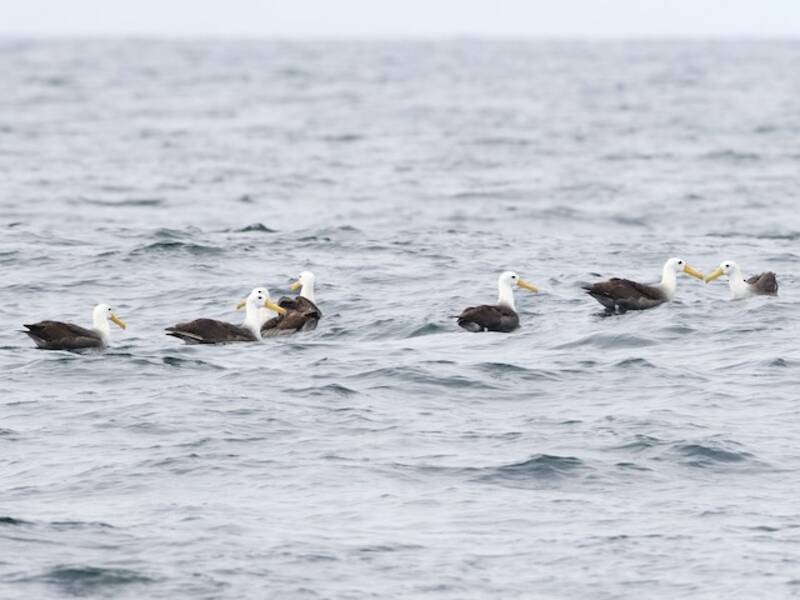 Waved Albatross (Phoebastria irrorata)