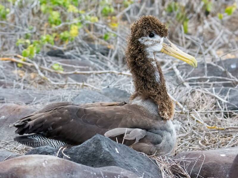 Waved Albatross, Photos 4