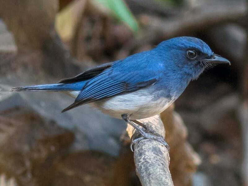 White-bellied Blue Flycatcher, Photos 4