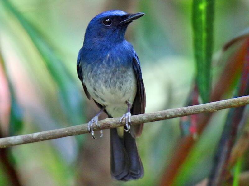 White-bellied Blue Flycatcher