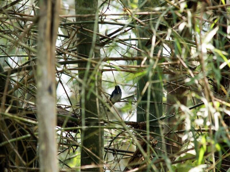 White-bellied Blue Flycatcher, Photos 2