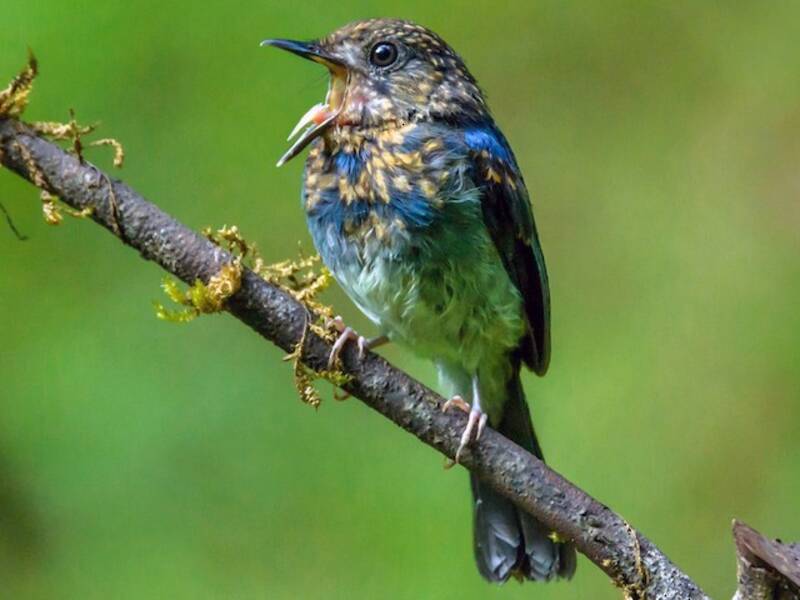 White-bellied Blue Flycatcher, Photos 3