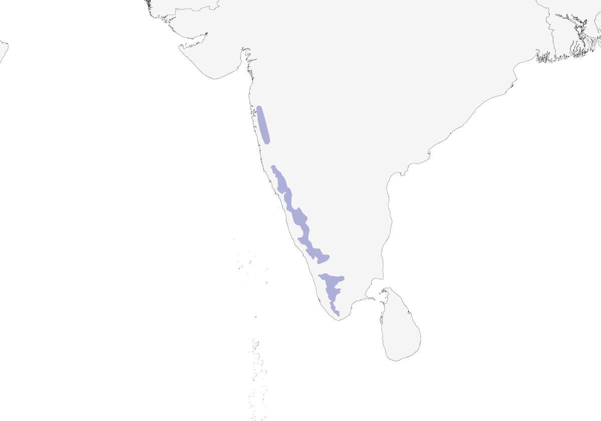 White-bellied Blue Flycatcher, Distribution 1