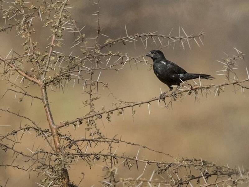 White-billed Buffalo-Weaver