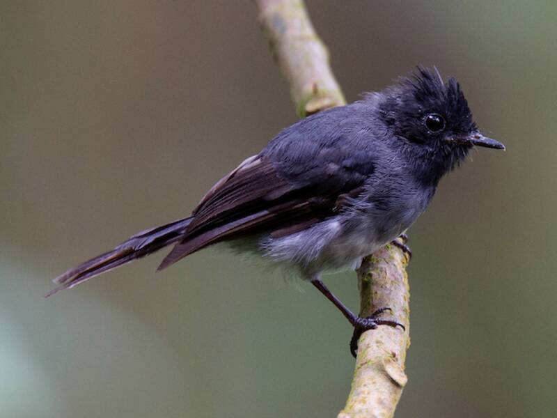 White-bellied Crested Flycatcher, 照片 4