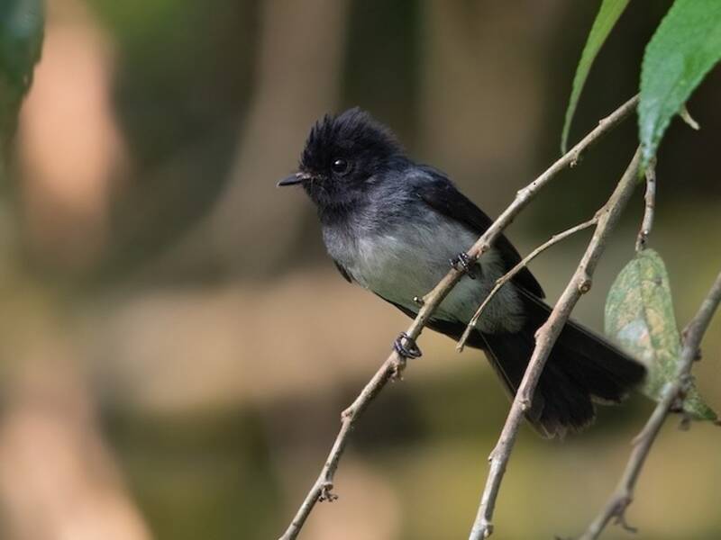 White-bellied Crested Flycatcher, 照片 2
