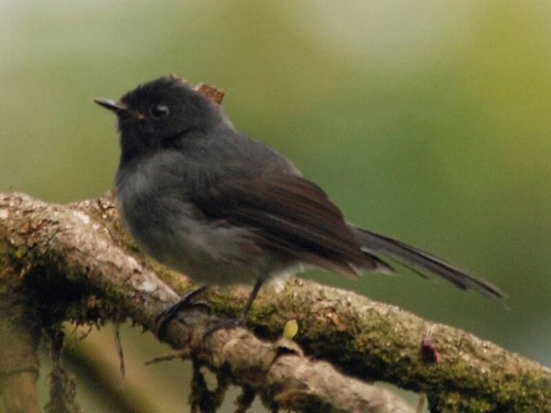 White-bellied Crested Flycatcher, 照片 3