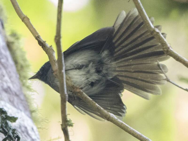 White-bellied Crested Flycatcher