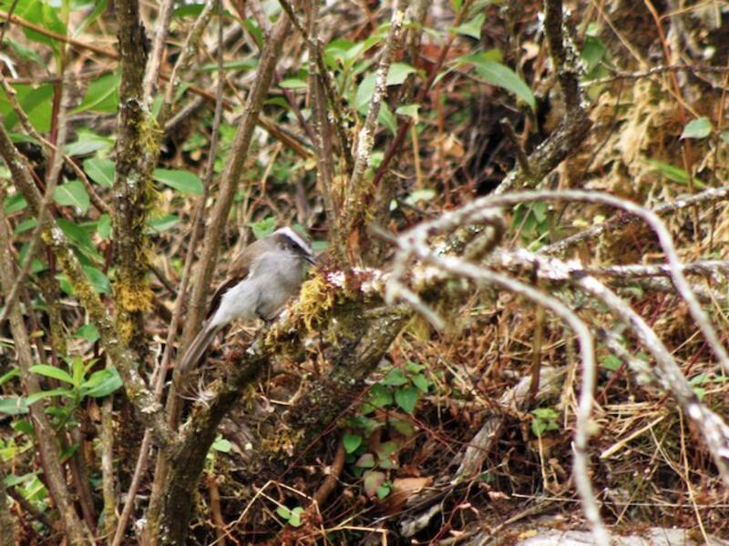 White-browed Chat-Tyrant