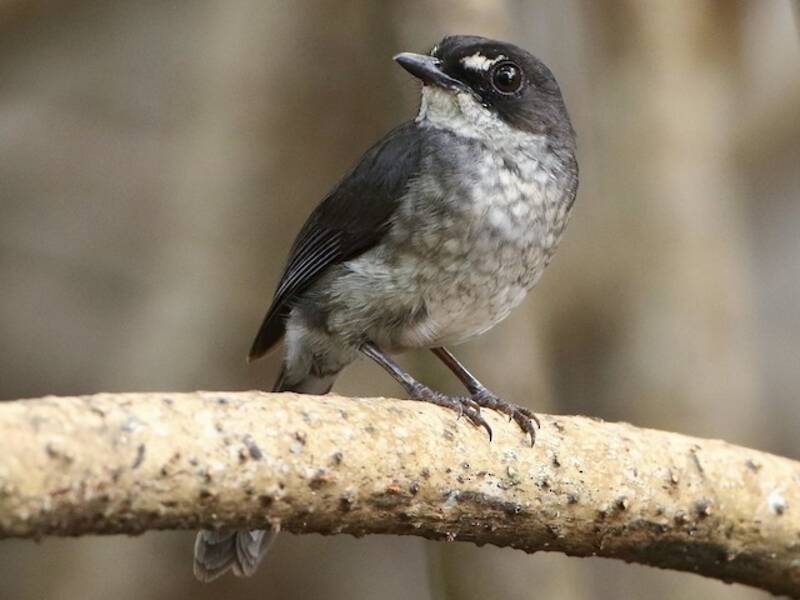 White-browed Forest-Flycatcher