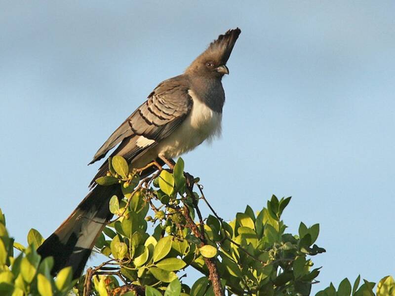 White-bellied Go-away-bird (Crinifer leucogaster)