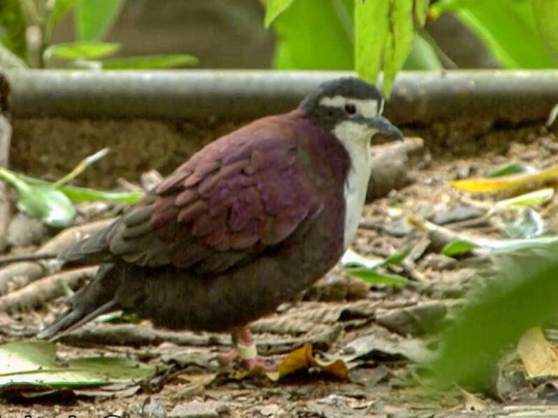 White-bibbed Ground Dove