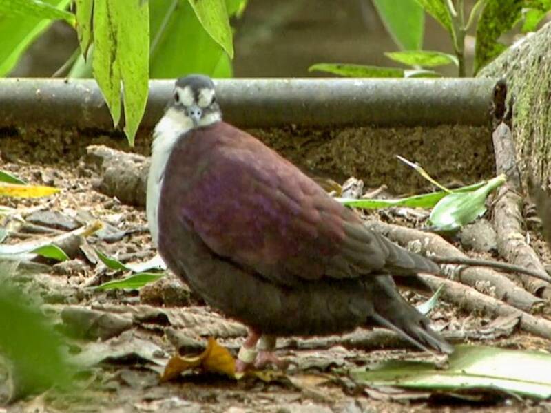White-bibbed Ground Dove, 照片 2