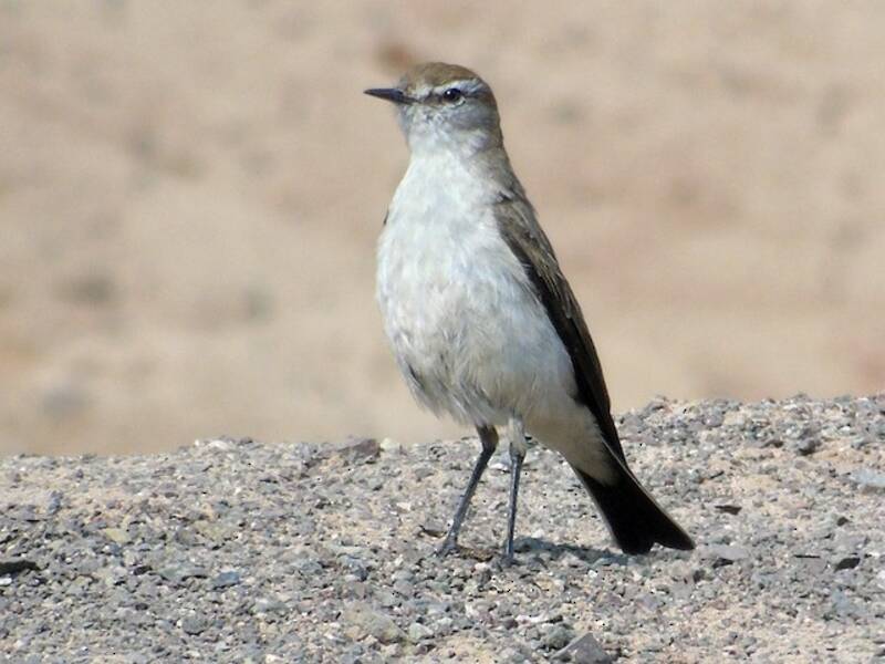 White-browed Ground-Tyrant, Photos 3