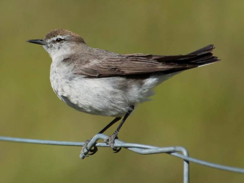 White-browed Ground-Tyrant, Photos 4