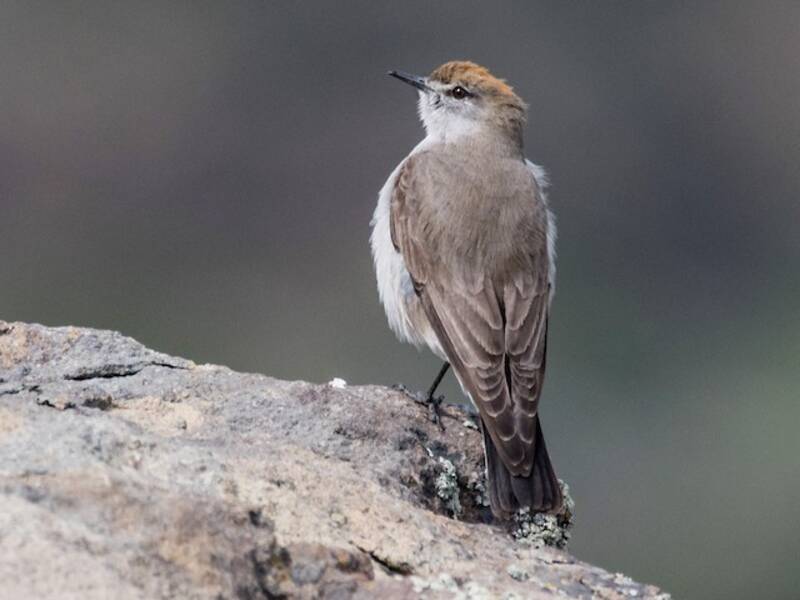 White-browed Ground-Tyrant