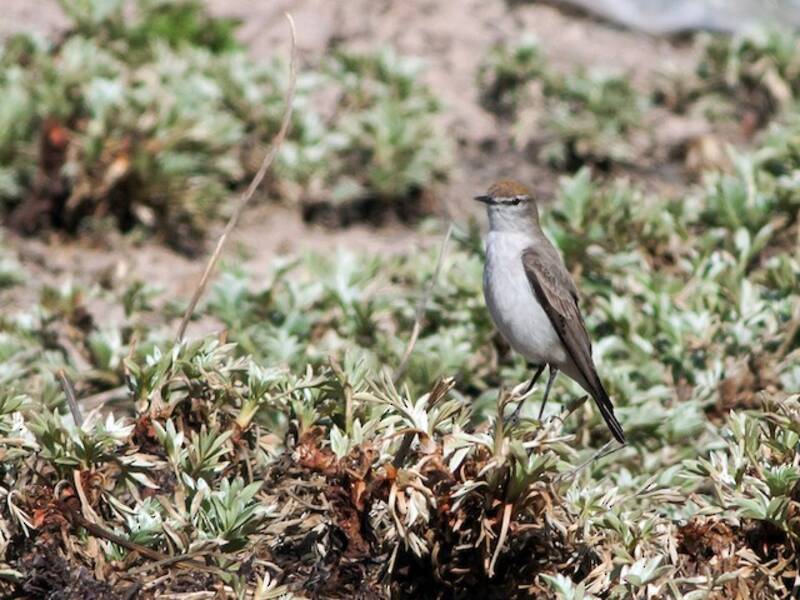 White-browed Ground-Tyrant, Photos 2