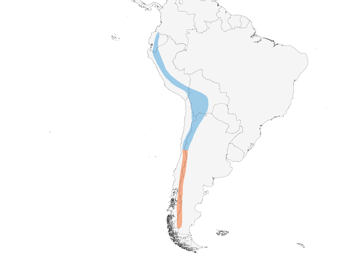 White-browed Ground-Tyrant, Distribution 1