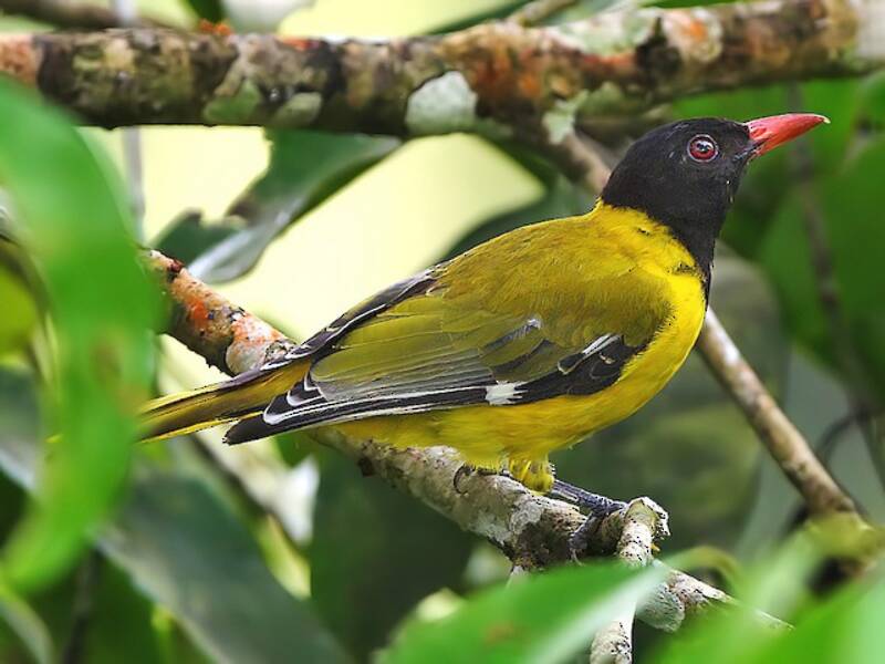 Western Black-headed Oriole, Photos 4