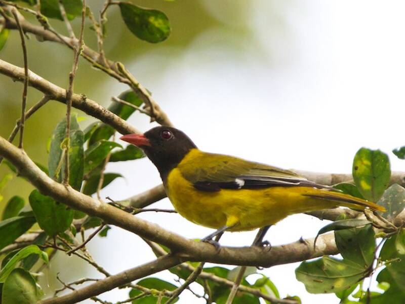 Western Black-headed Oriole