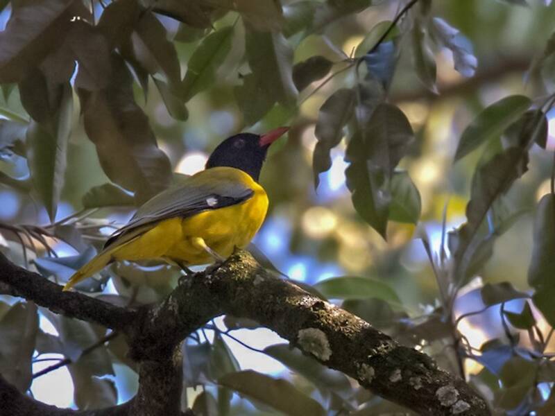 Western Black-headed Oriole, Photos 3