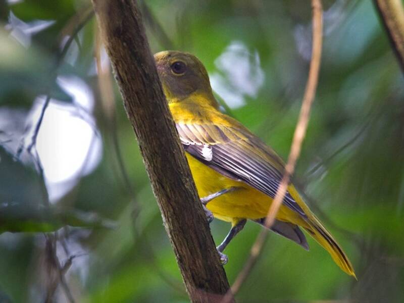 Western Black-headed Oriole, Photos 2