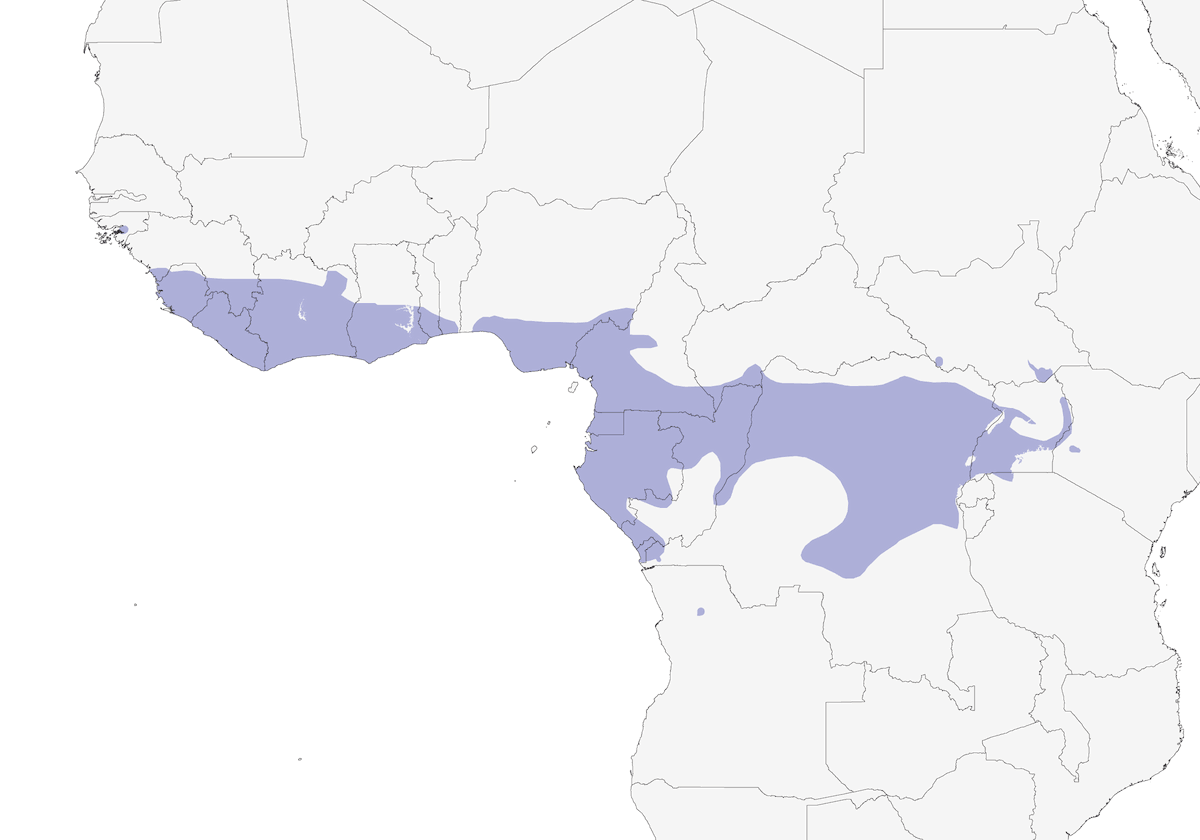 Western Black-headed Oriole, Distribution 1