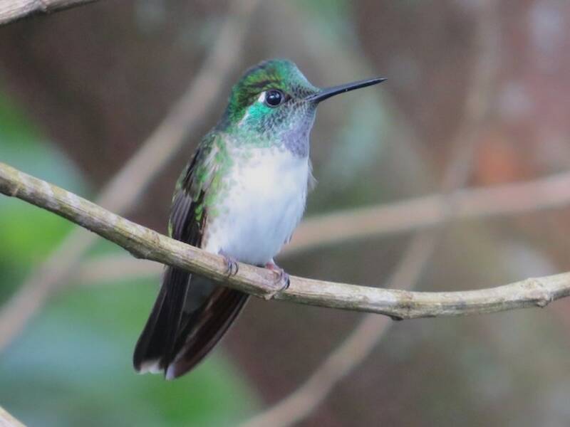 White-bellied Mountain-gem, Photos 4
