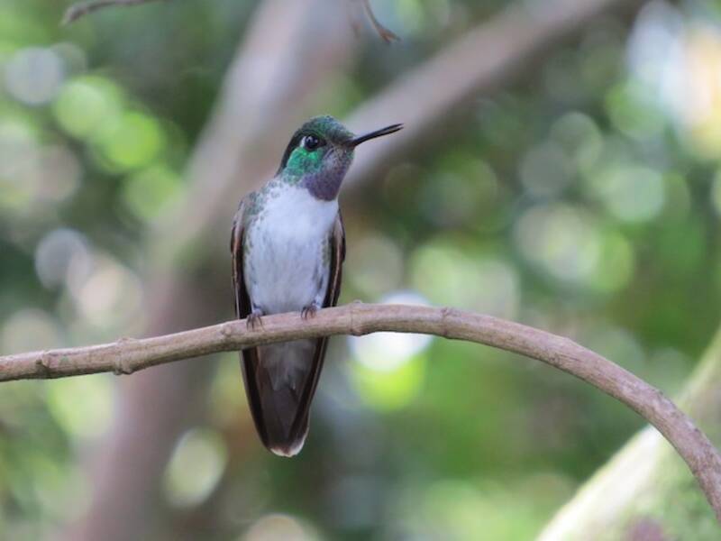 White-bellied Mountain-gem, Photos 2