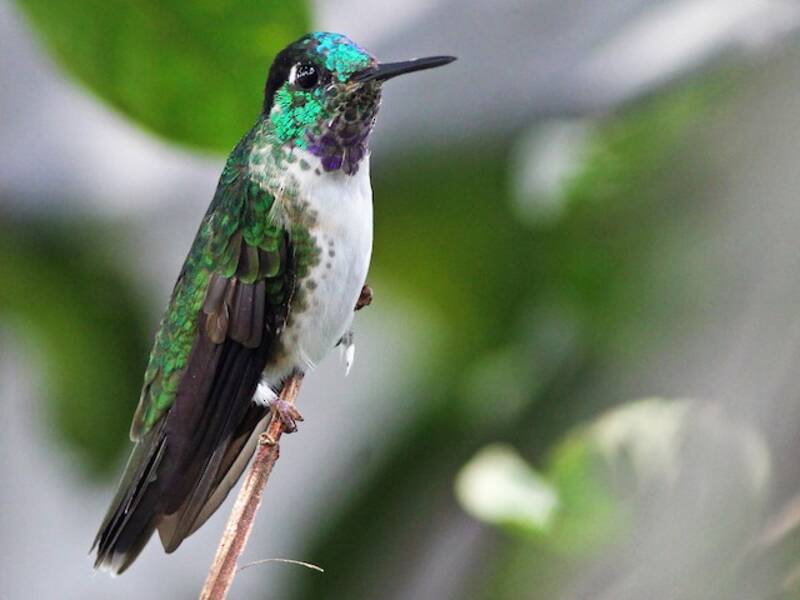 Colibri à gorge blanche