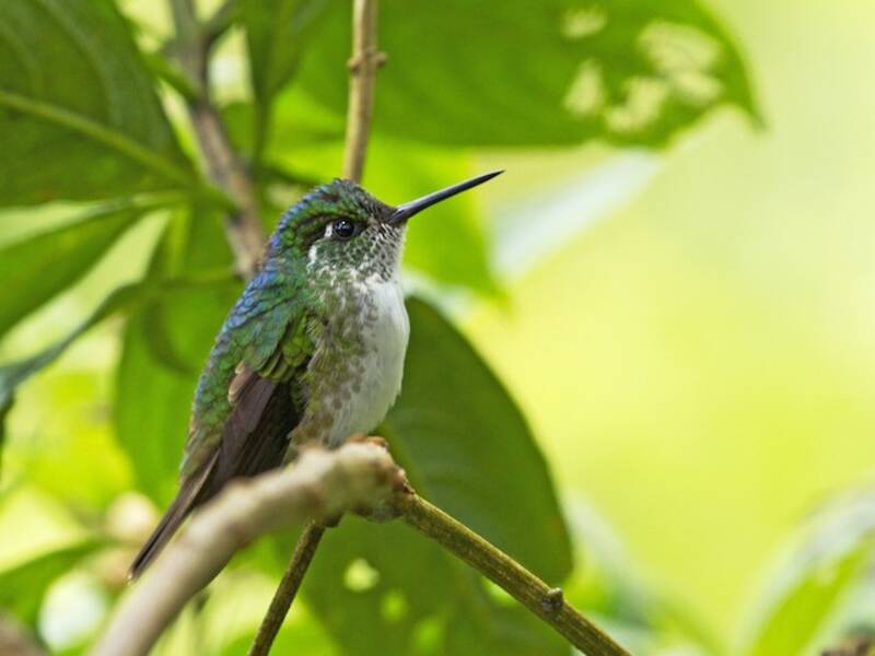 White-bellied Mountain-gem, Photos 3